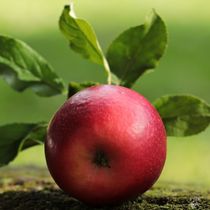 Яблочная диета для похудения на 3, 5, 7 дней