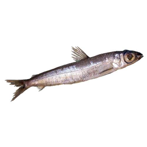 Рыба чехонь - фото, описание, характеристики | Википедия