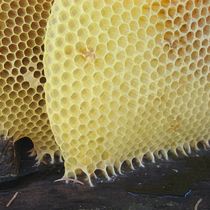 Пчелиный воск. Пищевая добавка Е901