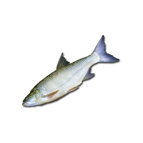 Кумжа рыба - информация, фото, характеристики | Википедия